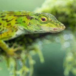 Tamron 90mm F/2.8 Di III MACRO VXD | Nikon Z Fit